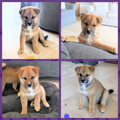 Les chiots de Shiba