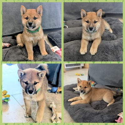 Les chiots de Shiba