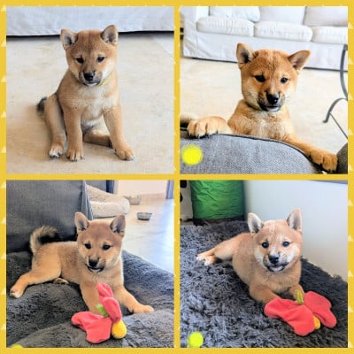Les chiots de Shiba