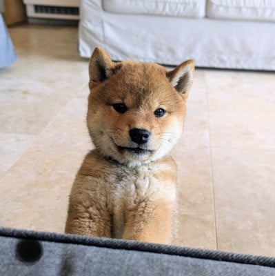 Les chiots de Shiba