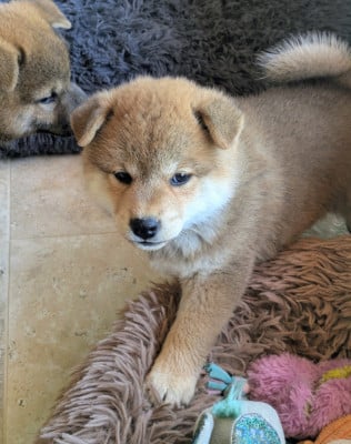 Les chiots de Shiba