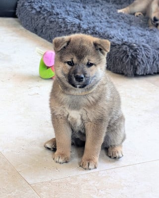 Les chiots de Shiba