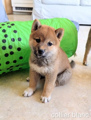 Les chiots de Shiba