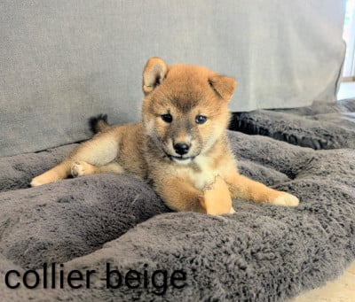 Les chiots de Shiba