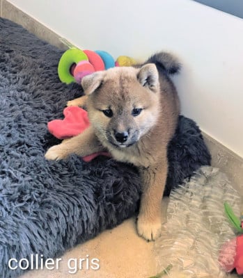 Les chiots de Shiba