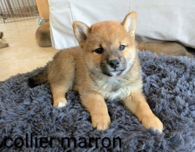 Les chiots de Shiba