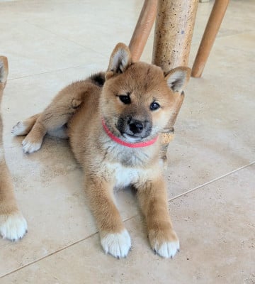 Les chiots de Shiba