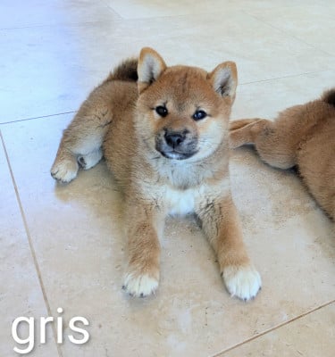 Les chiots de Shiba