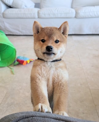 Les chiots de Shiba