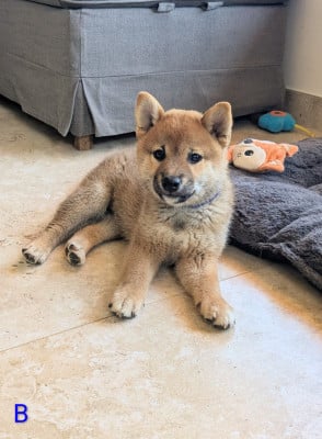 Les chiots de Shiba