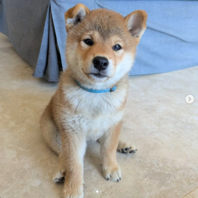 Les chiots de Shiba