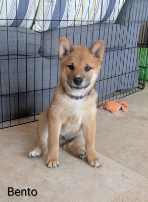 Les chiots de Shiba