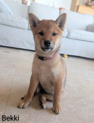 Les chiots de Shiba