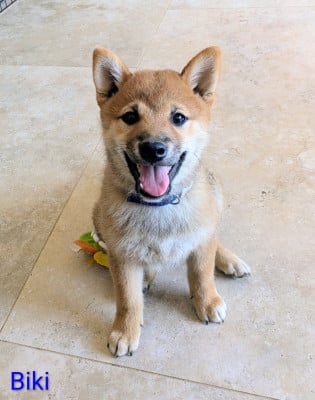 Les chiots de Shiba