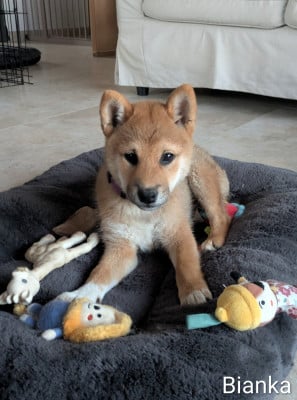 Les chiots de Shiba
