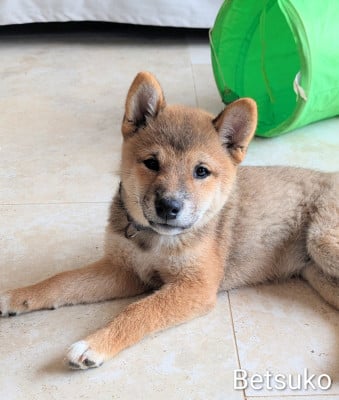 Les chiots de Shiba