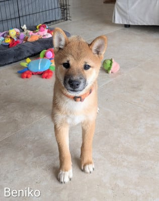 Les chiots de Shiba