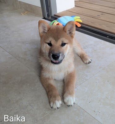 Les chiots de Shiba