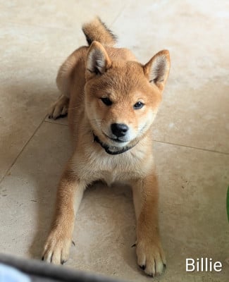 Les chiots de Shiba