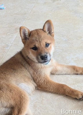 Les chiots de Shiba