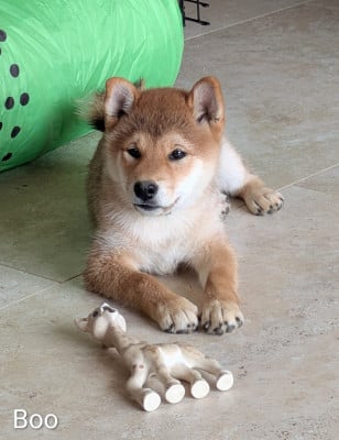 Les chiots de Shiba