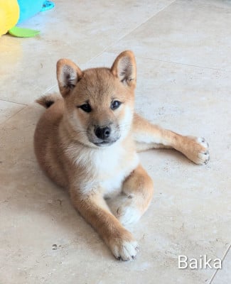 Les chiots de Shiba