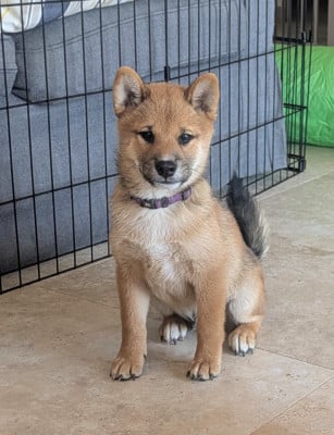 Les chiots de Shiba