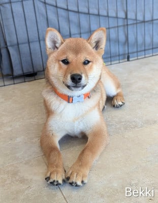 Les chiots de Shiba