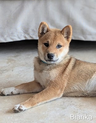 Les chiots de Shiba