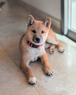 Les chiots de Shiba