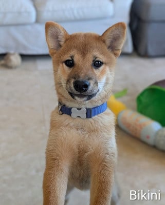 Les chiots de Shiba