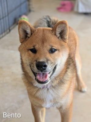 Les chiots de Shiba