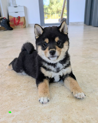 Les chiots de Shiba