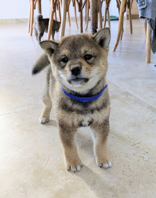 Les chiots de Shiba