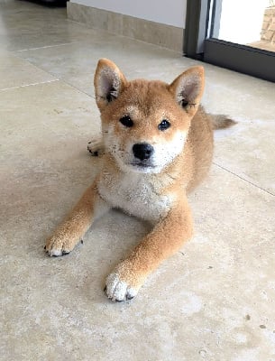 Les chiots de Shiba