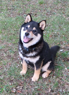 Les chiots de Shiba