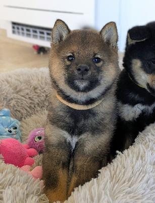Les chiots de Shiba