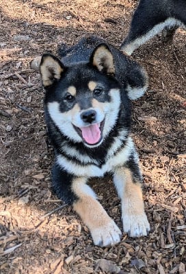 Les chiots de Shiba