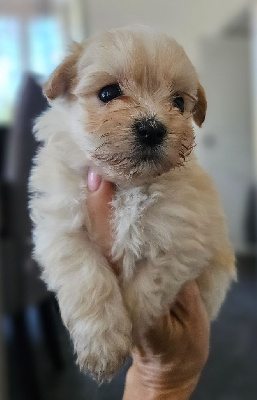 Les chiots de Bichon Havanais