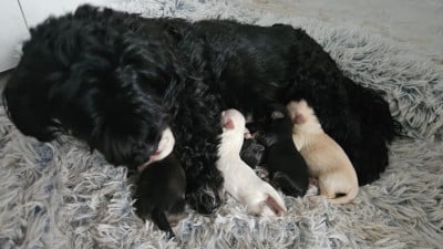 CHIOT 1 - Bichon Havanais