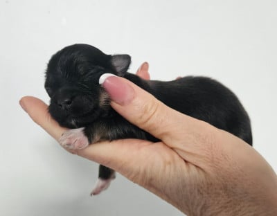 Les chiots de Bichon Havanais