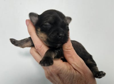 Les chiots de Bichon Havanais