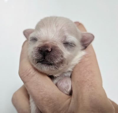 Les chiots de Bichon Havanais