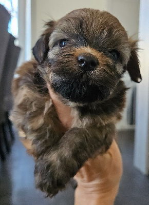 Les chiots de Bichon Havanais