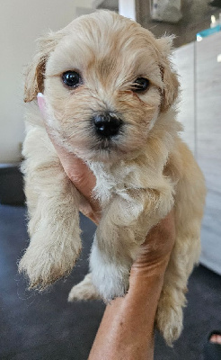 Les chiots de Bichon Havanais