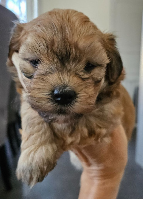 Les chiots de Bichon Havanais