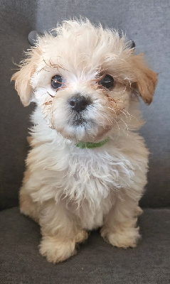 Les chiots de Bichon Havanais