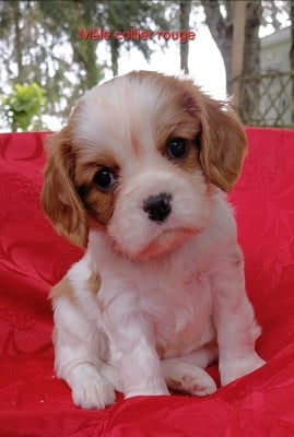 Les chiots de Cavalier King Charles Spaniel