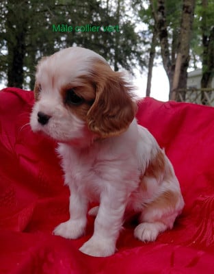Les chiots de Cavalier King Charles Spaniel