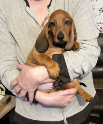 Les chiots de Teckel poil ras